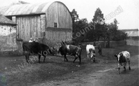 Upper Dunsforth. Smith's cows